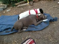 tierdpups_zps600cb0a5.webp