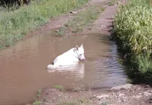 38Kodainamudpuddle_zps0af7ea45.webp