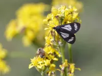 72Moth_zps9ccbb8cb.webp