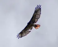 56RedTailHawk_zpsfffcb1f2.webp