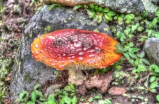 Day1-059_PsychoactiveAmanitasMushroom_zpsb6c56a8e.webp