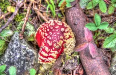 Day1-062PsychoactiveAmanitasMushroom_zpsdcfcc20f.webp