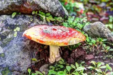 Day1-065_PsychoactiveAmanitasMushroom_zps3f79929f.webp