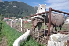 S66KodaandHorses_zpse83382ce.webp