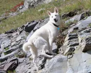 Day5-28Koda_zpsac31b467.webp