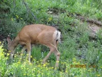 IMG_0116%20Custom_zpsvzj5pwk5.webp