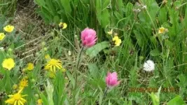 IMG_0283%20Custom_zpszze1fmbz.webp