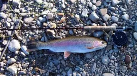 rainbow_a.webp