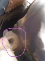 tcase hole twin perhaps compressed.webp