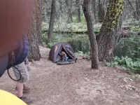 bear.webp
