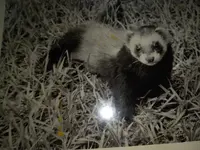 ferret1.webp