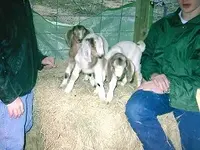 Goats8.jpg