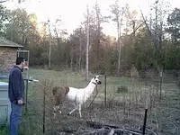 Llama6.jpg