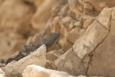 Chuckwalla.webp