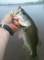 boogle popper.webp