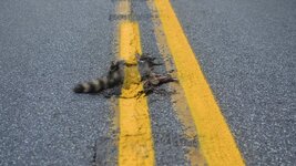 ht_road_kill_racoon_nt_120810_wg.jpg