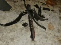 PA020054.webp