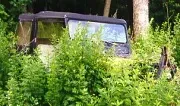 bushes.webp