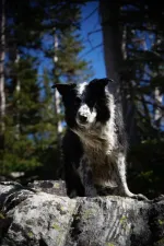 48953699852_ab2d29c618_6k.webp