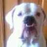 mazzdog