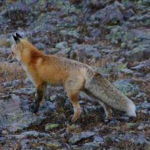 Red Fox Near Imogene Pass