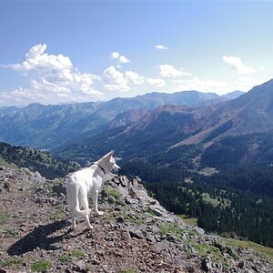 Day2-015 Koda Over Red Mountain Pass