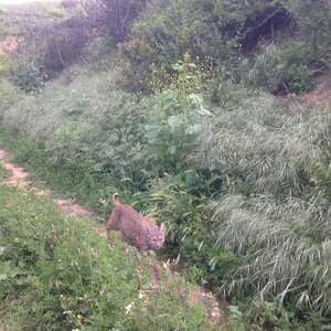 Bobcat