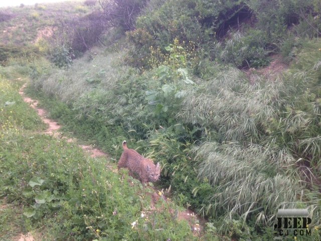 Bobcat