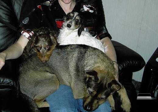 Lap Dogs