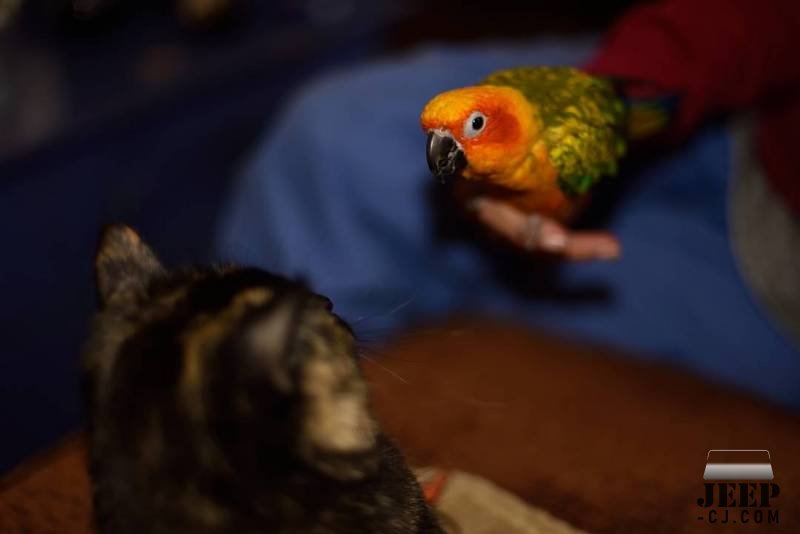 Our Juvenile Sun Conure &amp; Dremel The Cat