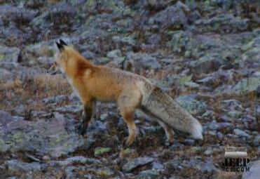 Red Fox Near Imogene Pass